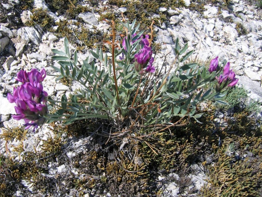 Астрагал яичкоплодный