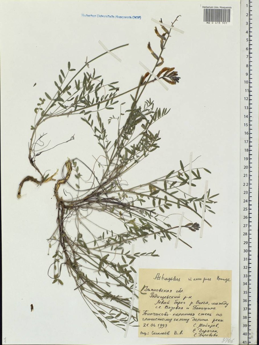 Астрагал рогоплодный