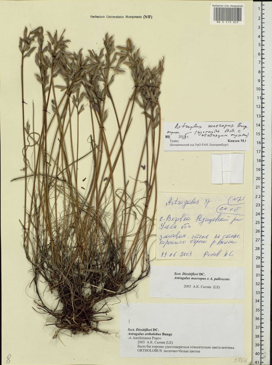 Пажитник растение