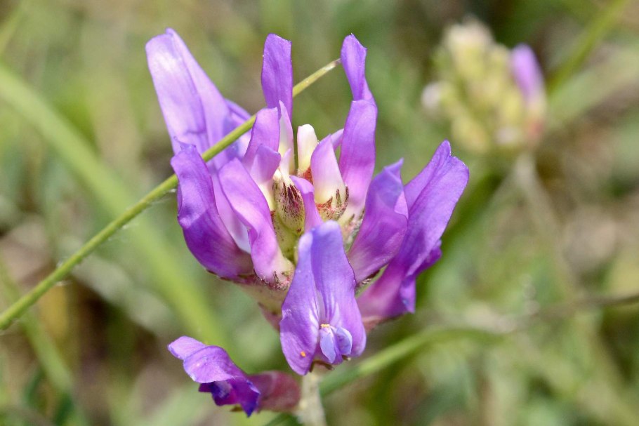 Селена - Astragalus SP (астрагал)