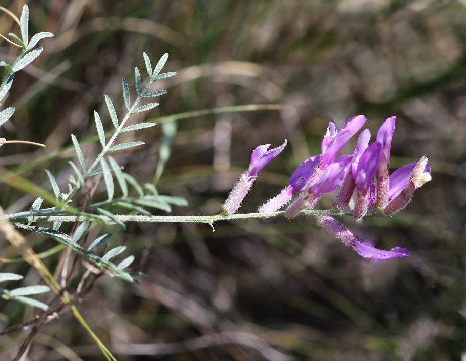 Astragalus Abolini