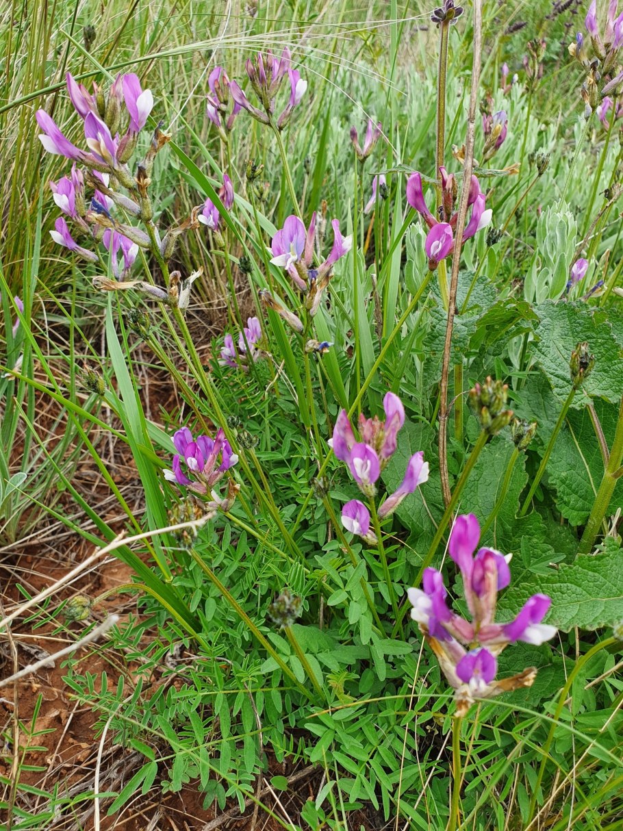 Астрага́л длинноно́жковый