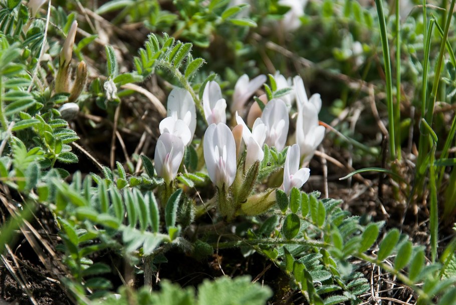 Astragalus Ancient Egypt