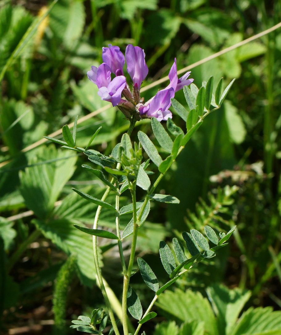 Oxytropis glabra