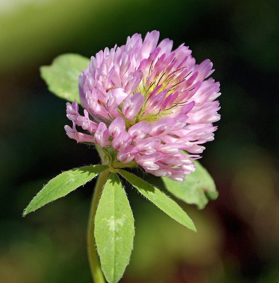 Красный Клевер Trifolium pratense