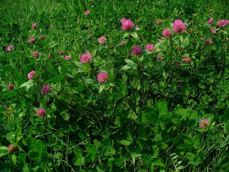 Клевер — Trifolium pratense