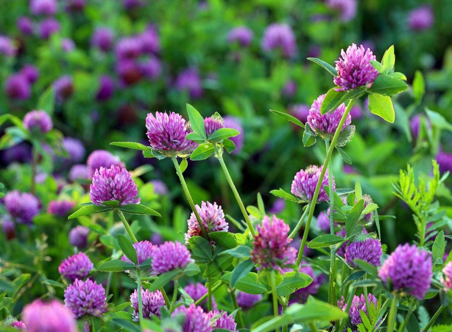 Клевер Луговой Trifolium praténse