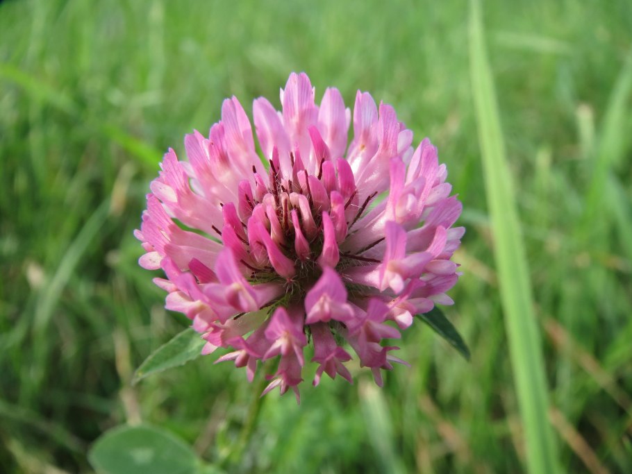 Клевер — Trifolium pratense