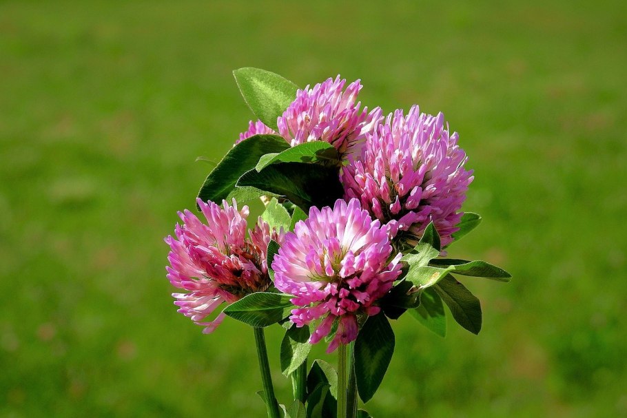 Красный Клевер Trifolium pratense