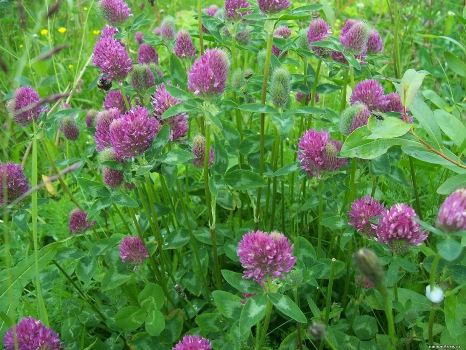 Клевер красный (Trifolium Rubens)