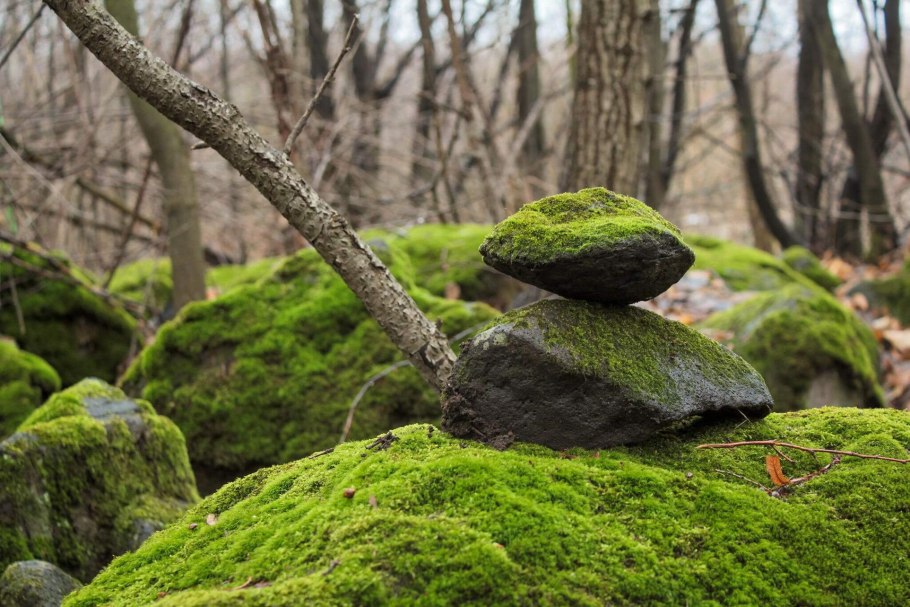 Мох на Камне