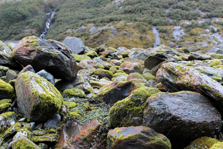 Каменистый мох