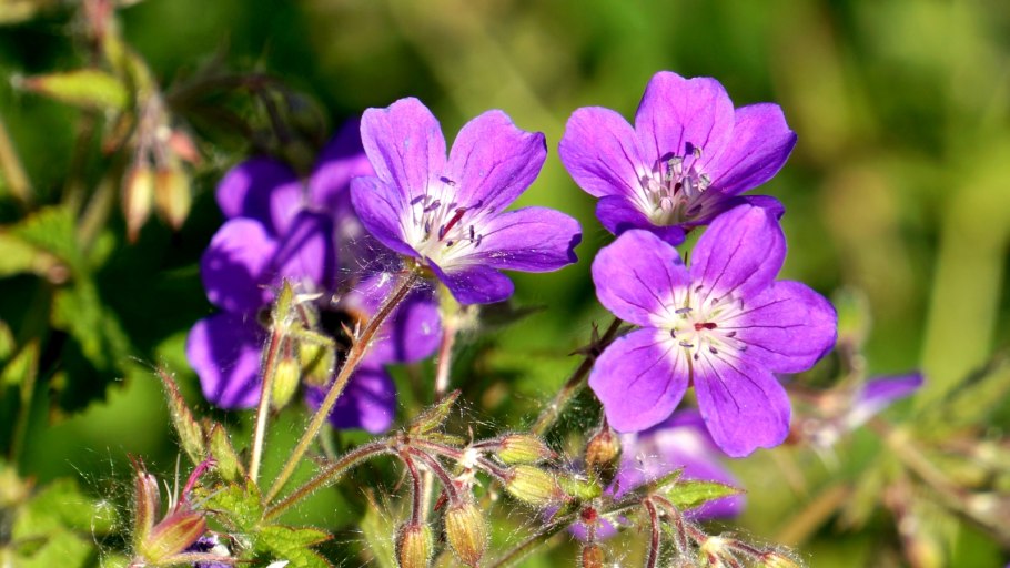 Geranium sylvaticum