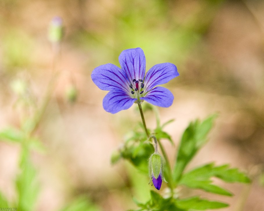 Герань Лесная (Geranium sylvaticum)