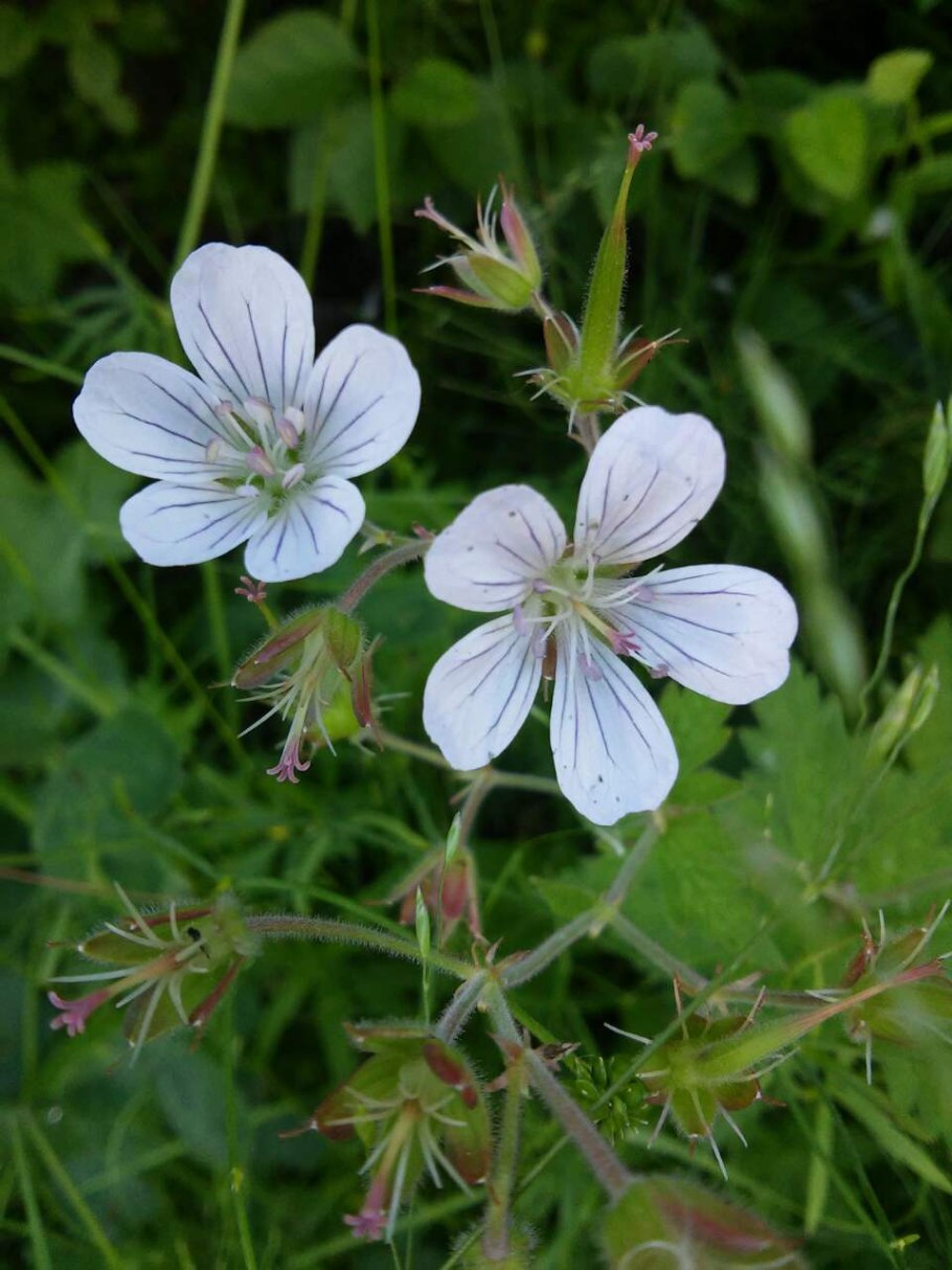 Герань Лесная (Geranium sylvaticum)