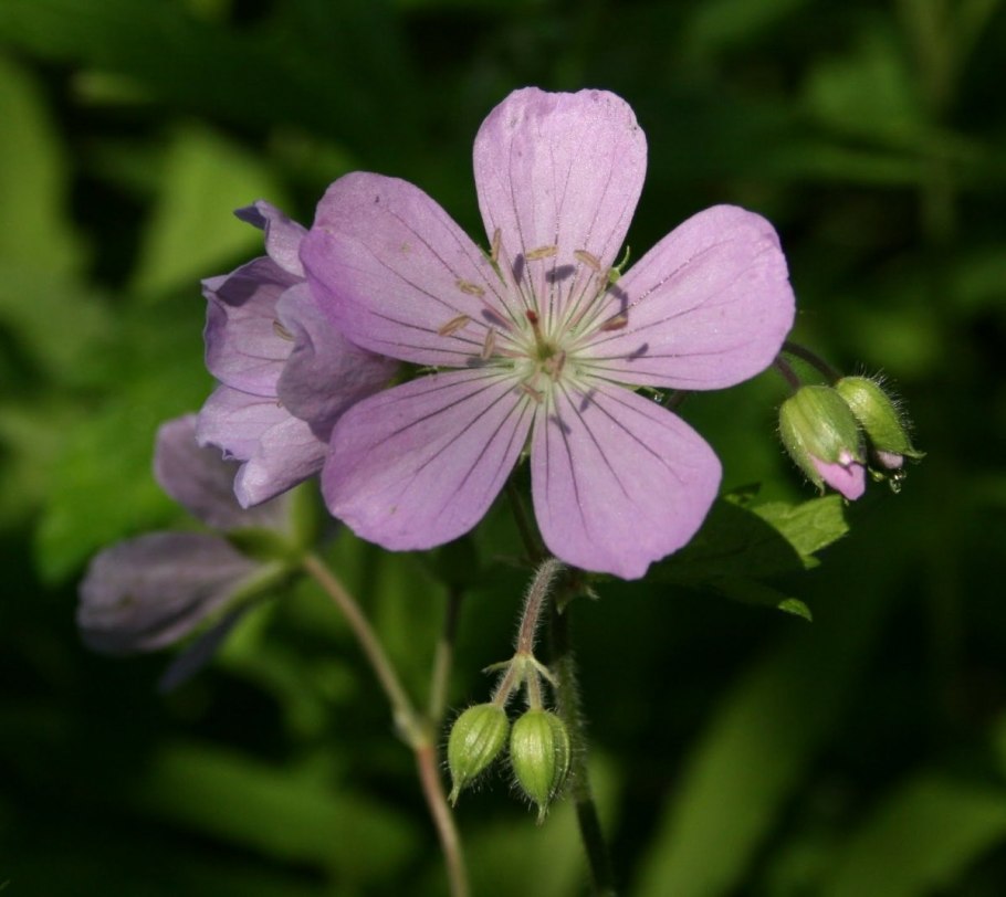 Герань Луговая