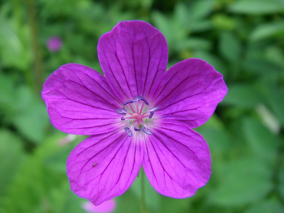 Герань Лесная (Geranium sylvaticum)