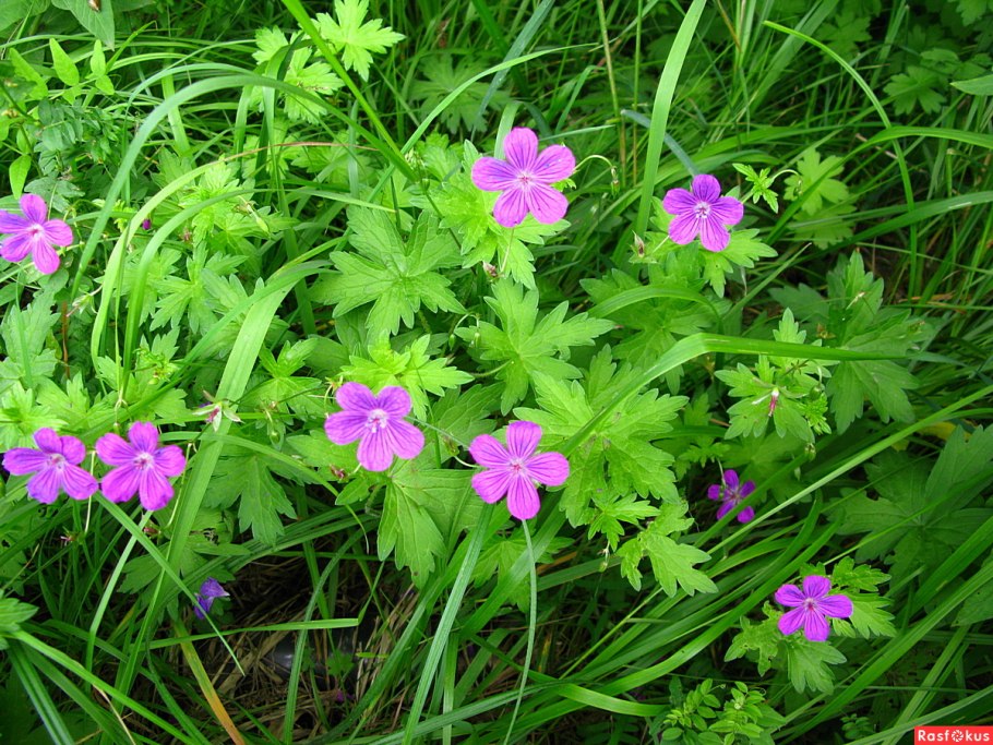 Герань Лесная (Geranium sylvaticum)