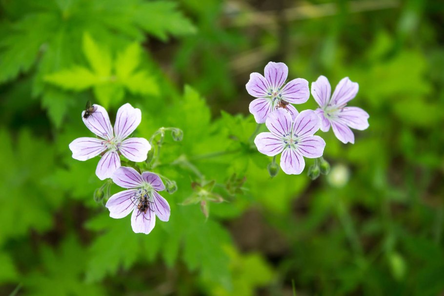 Герань луговая и лесная