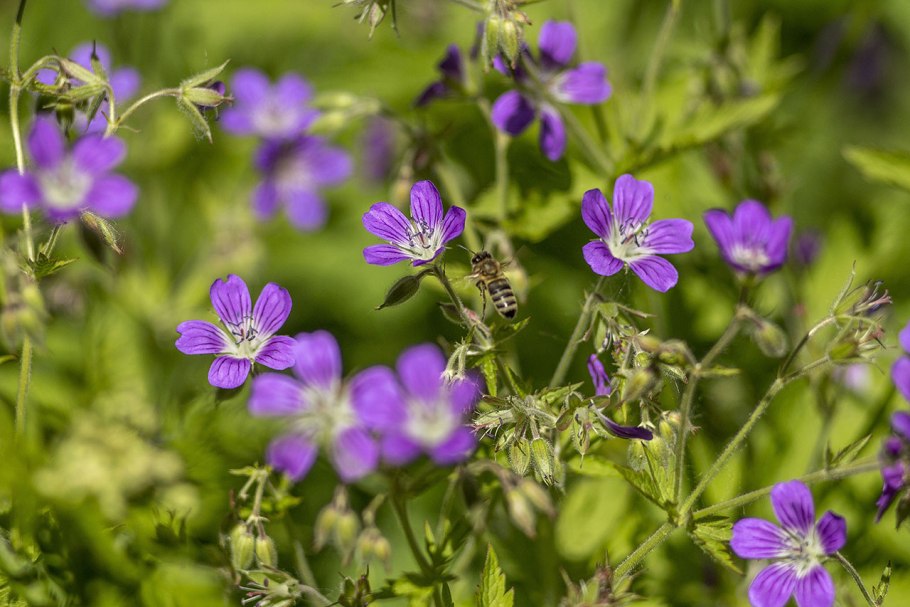 Герань Лесная журавельник