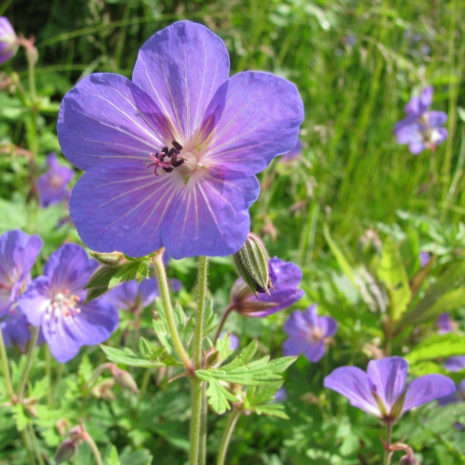Герань Лесная (Geranium sylvaticum)