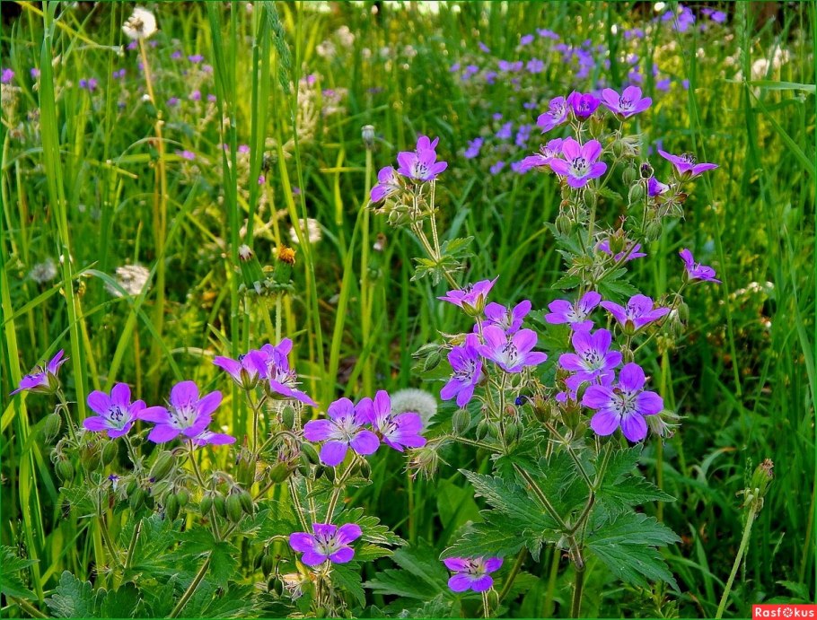 Герань Лесная куст