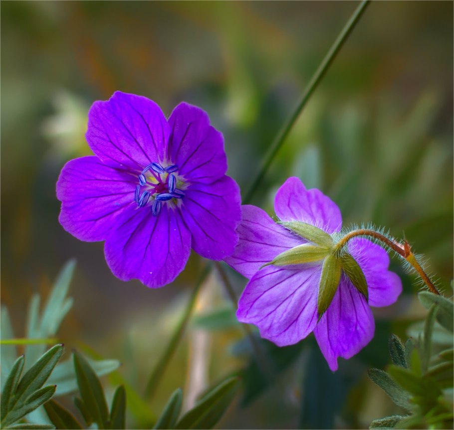 Аистник белый