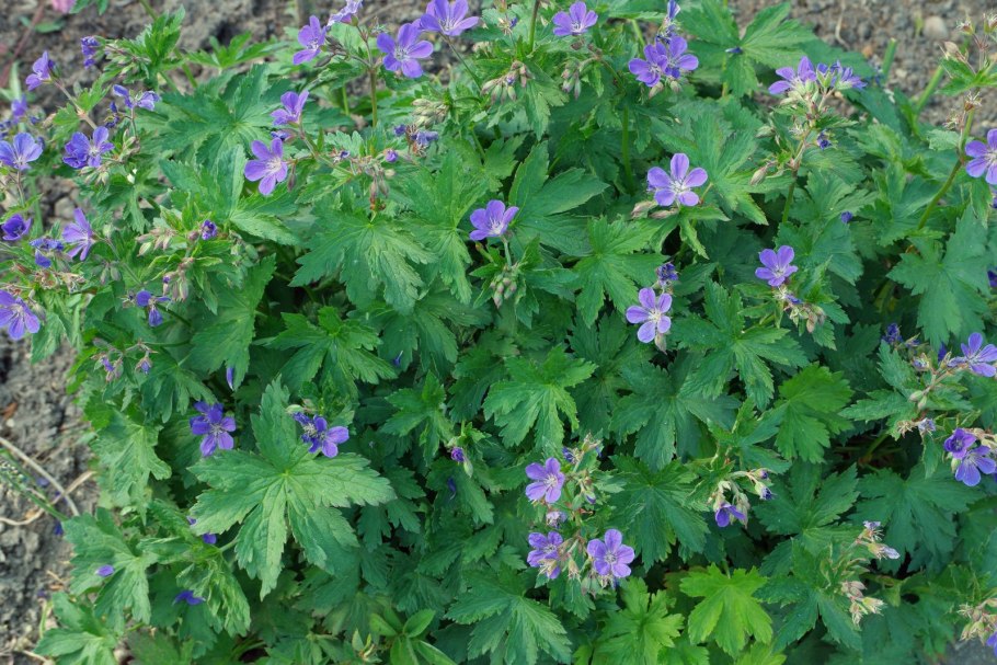 Герань Луговая сиреневая