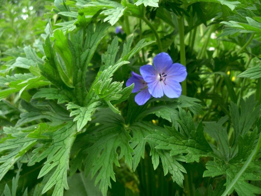 Герань Луговая Plenum violaceum