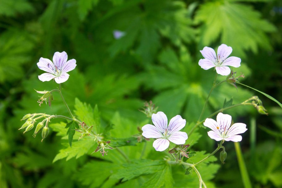 Герань Лесная (Geranium sylvaticum)