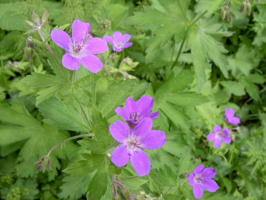 Geranium sylvaticum лист