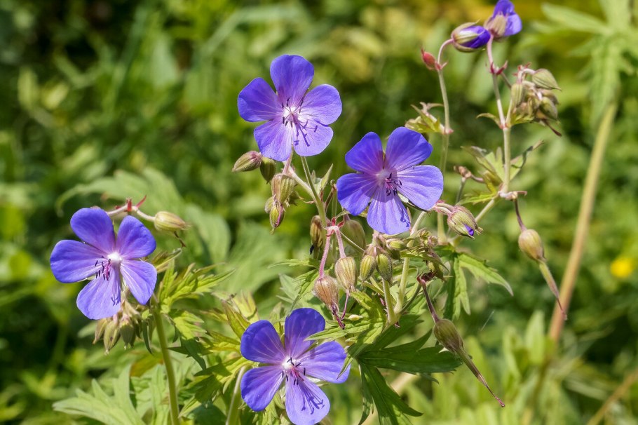 Герань Лесная Amy Doncaster