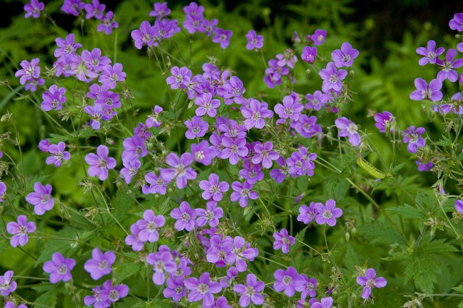 Герань Лесная (Geranium sylvaticum)
