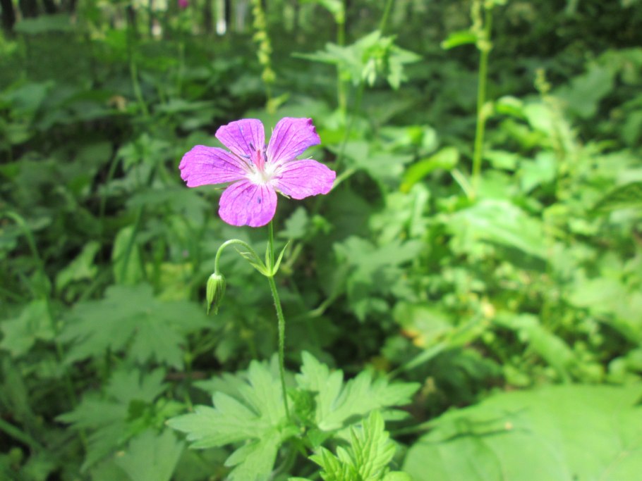 Герань Лесная Мэйфлауэр