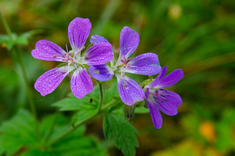 Герань луговая