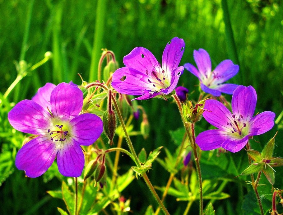 Герань Лесная (Geranium sylvaticum)