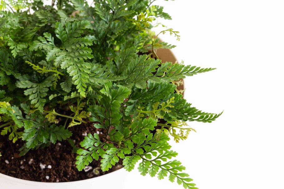 Папоротник Хумата