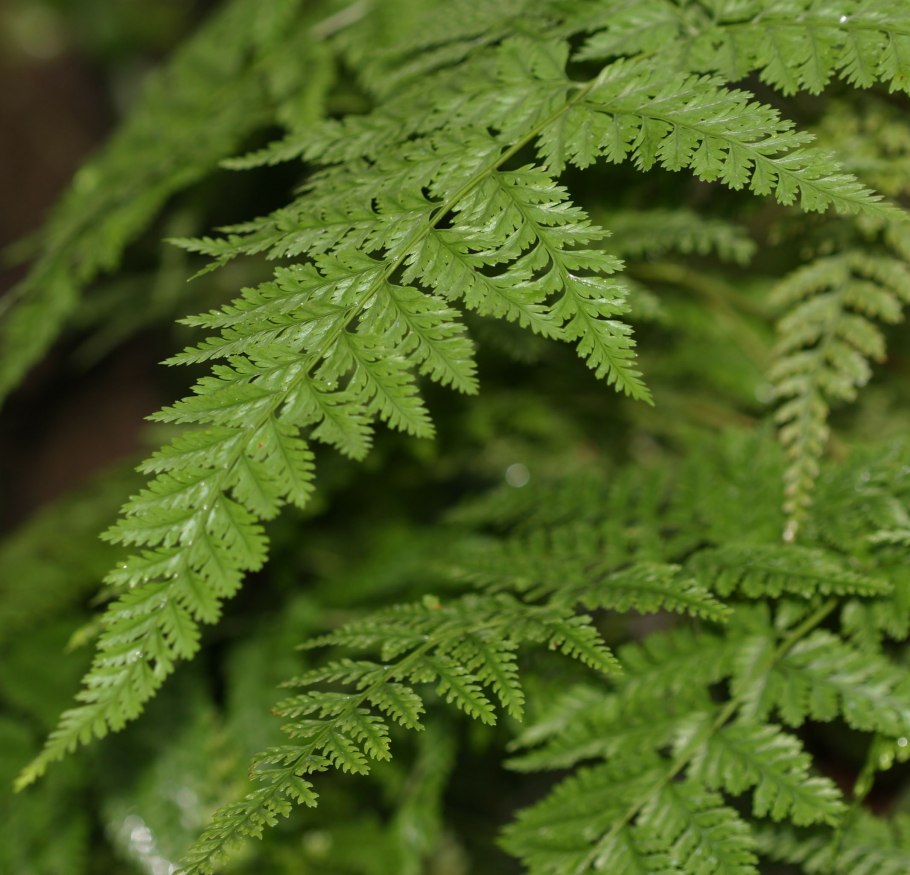 Даваллия Мариса (Davallia Mariesii)