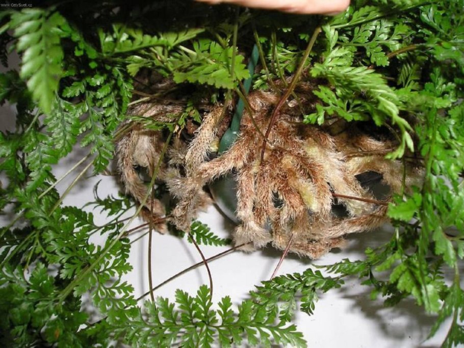 Папоротник Даваллия Мариеса