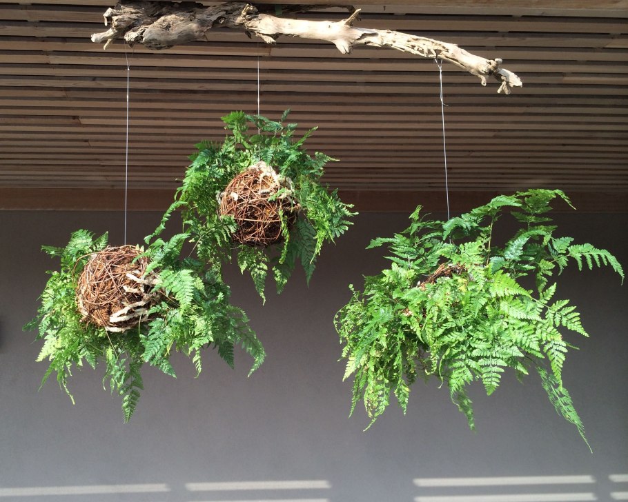 Папоротник Даваллия Канарская