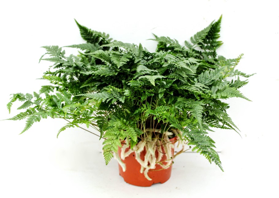 Даваллия Канарская