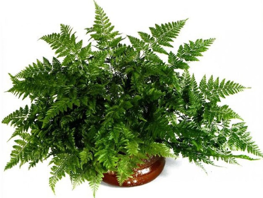 Папоротник Даваллия