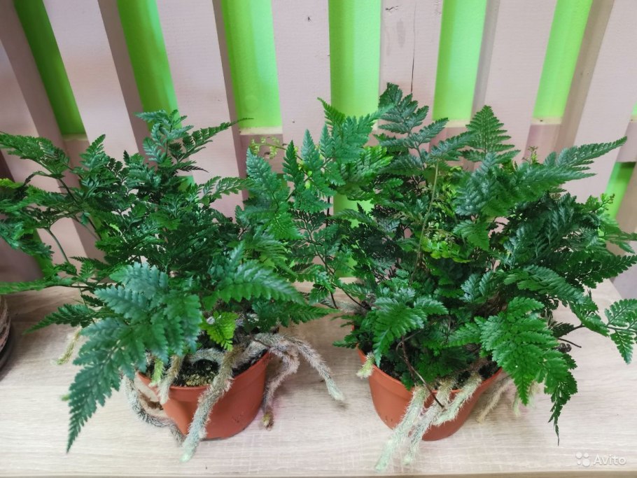 Даваллия Канарская