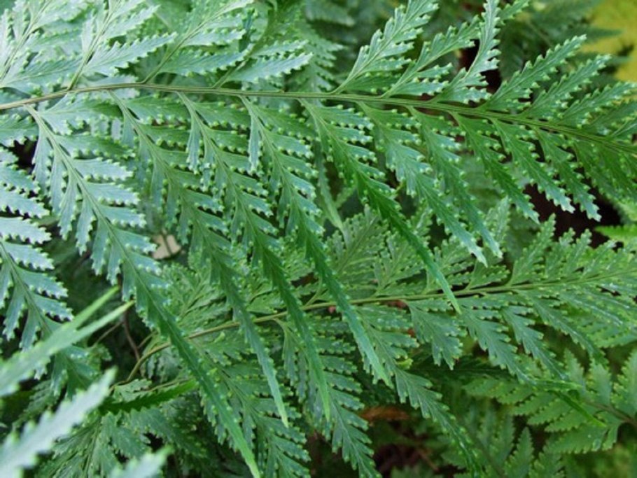 Даваллия папоротник