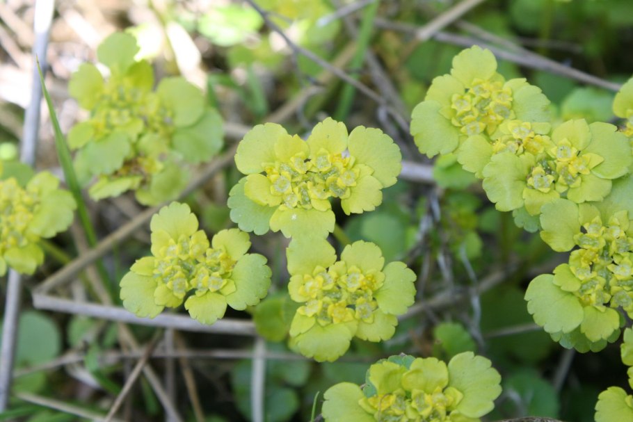 Селезёночник обыкновенный