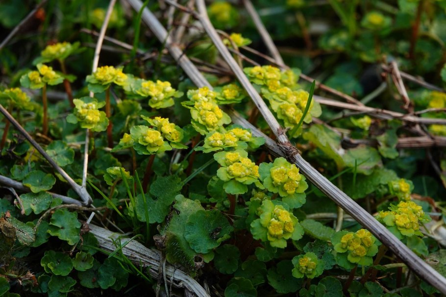 Селезеночник Байкальский