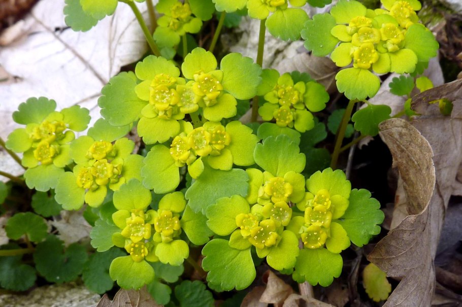 Молочай Селезеночник