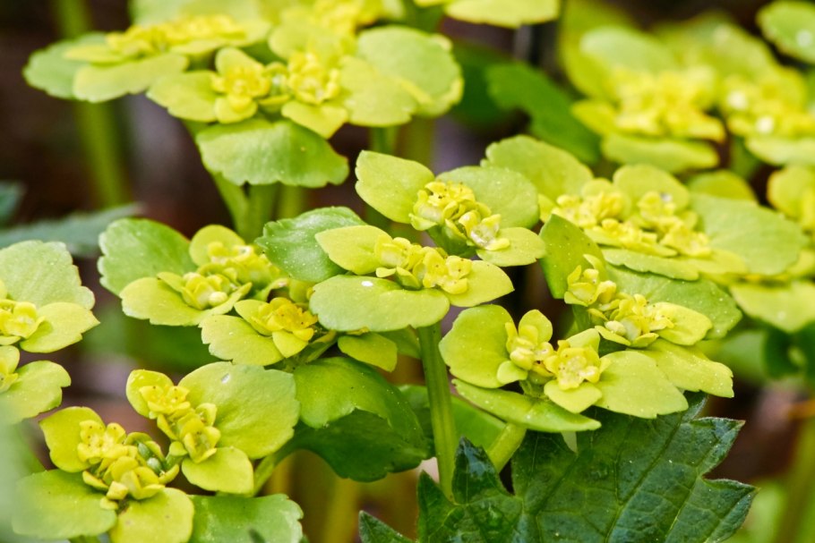 Селезеночник очереднолистный