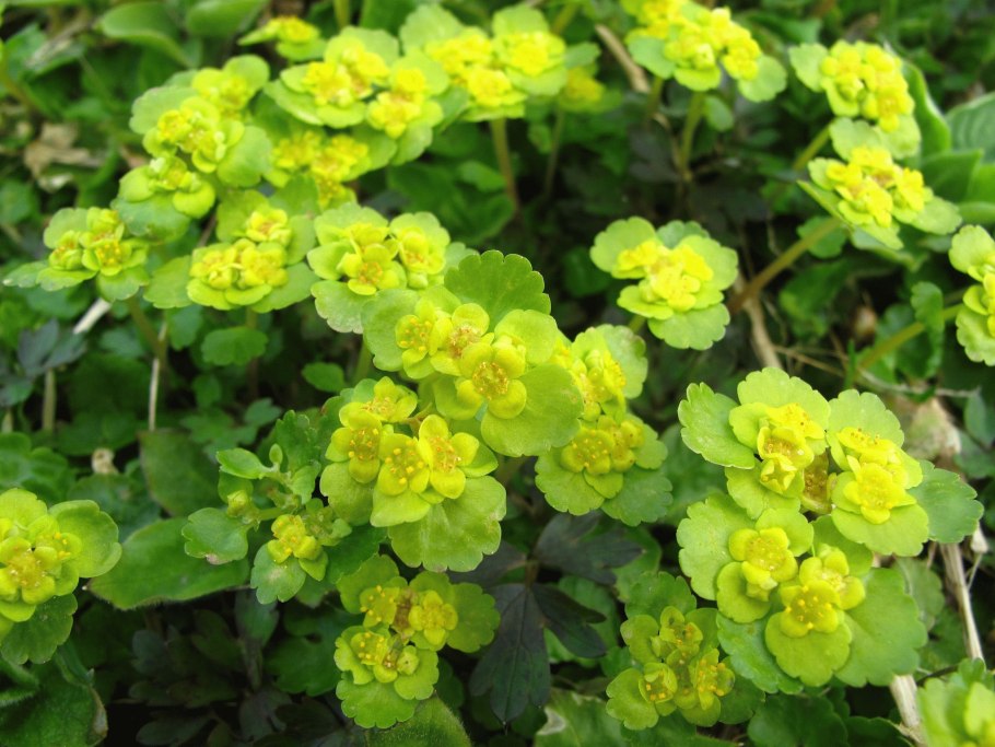 Хохлатка селезонояник