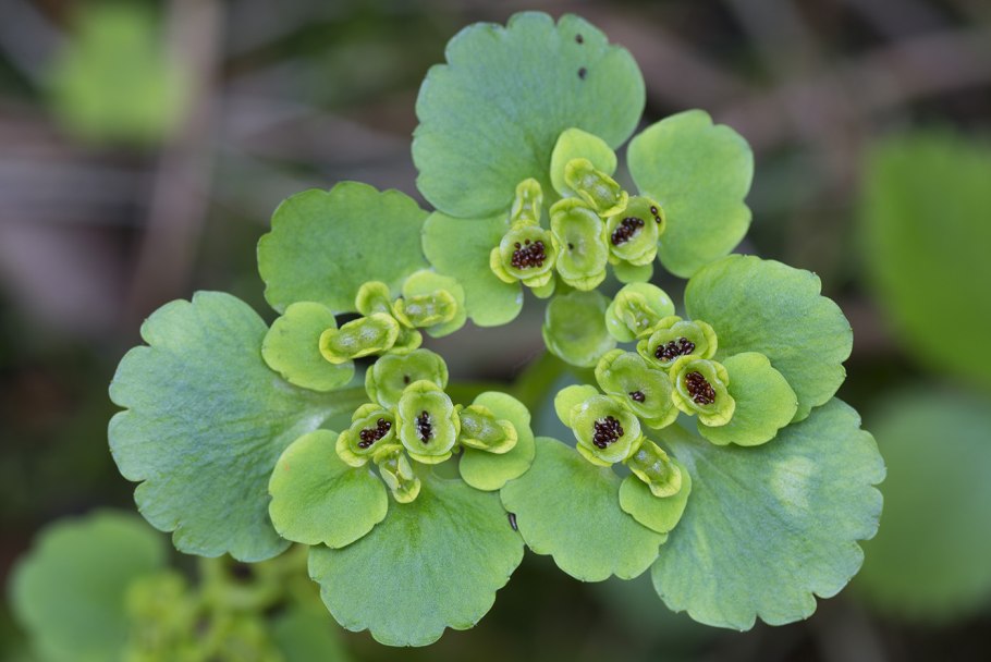 Chrysosplenium alternifolium